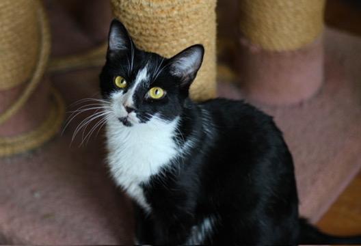 Blessing, Adoptable, Young Female Domestic Short Hair.