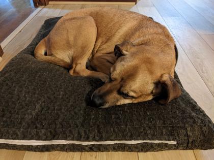 James (in foster), Adoptable, Senior Male Mixed Breed & Mixed Breed.