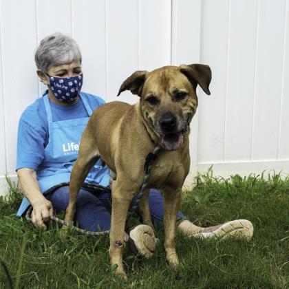 Enlarge James (in foster), a Adoptable Mixed Breed in Atlanta, GA image 2/3