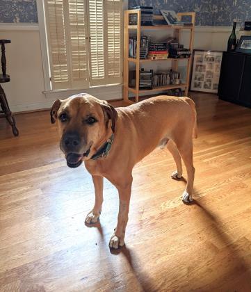 Enlarge James (in foster), a Adoptable Mixed Breed in Atlanta, GA image 3/3
