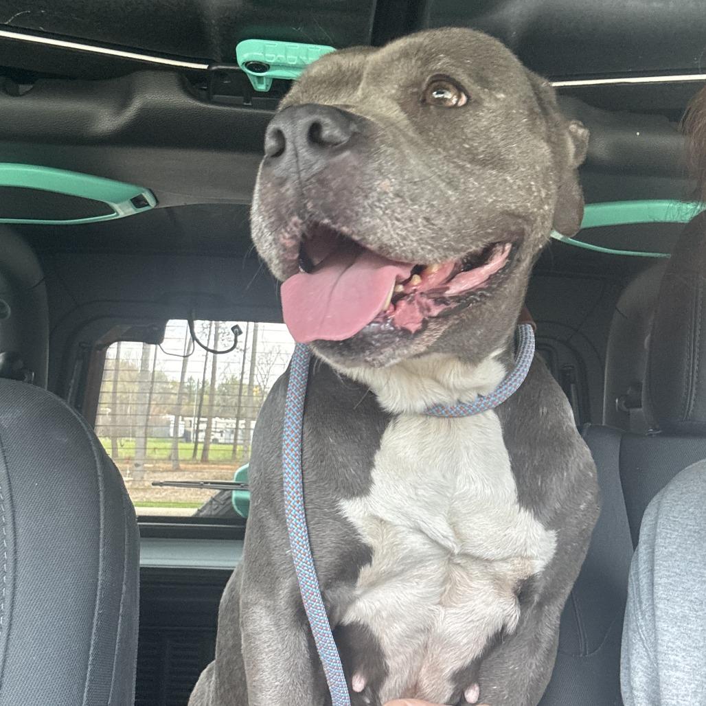 Hope, Adoptable, Adult Female Pit Bull Terrier.