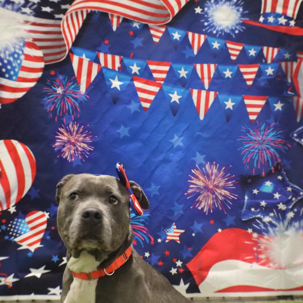 Hope, a Adoptable Pit Bull Terrier in Greensboro, NC image 2/5