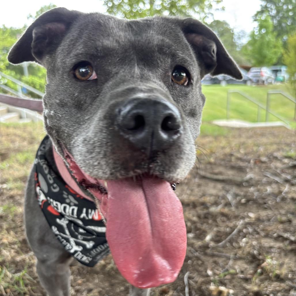 Hope, a Adoptable Pit Bull Terrier in Greensboro, NC image 2/6