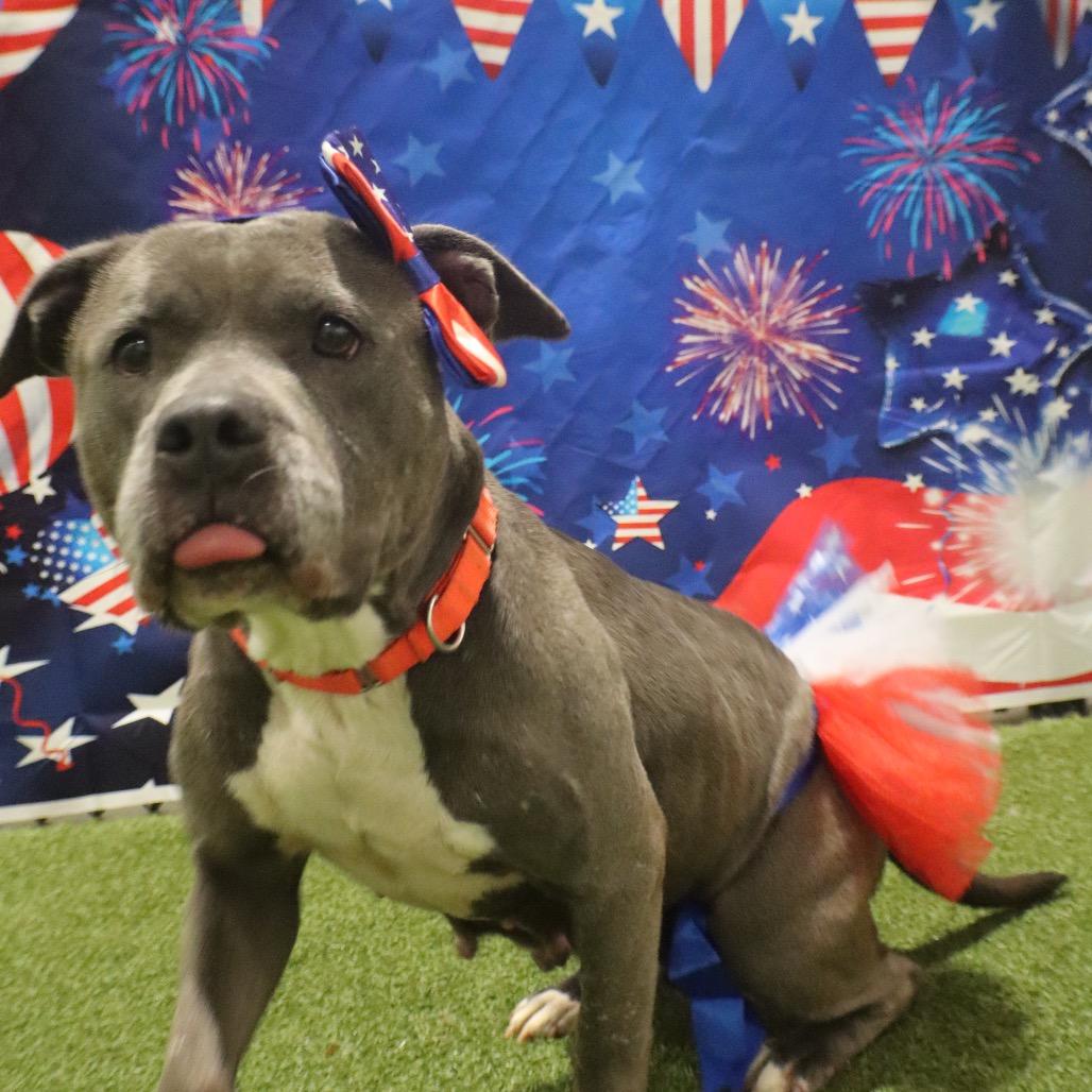 Hope, a Adoptable Pit Bull Terrier in Greensboro, NC image 3/5