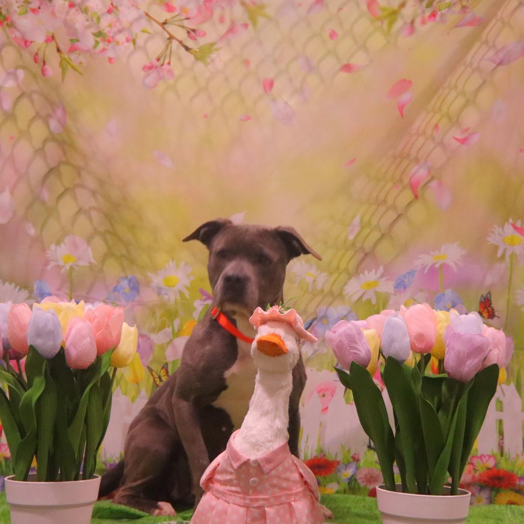 Hope, a Adoptable Pit Bull Terrier in Greensboro, NC image 5/5