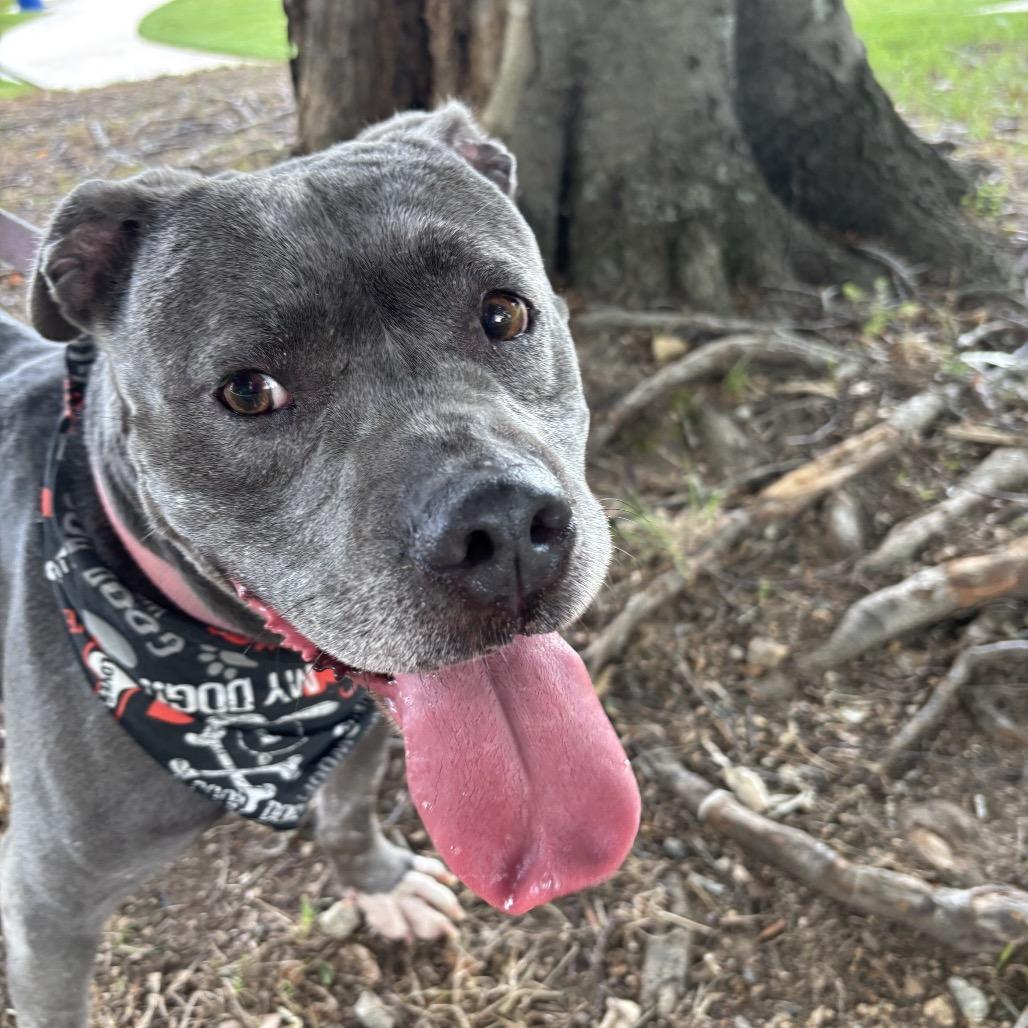 Hope, a Adoptable Pit Bull Terrier in Greensboro, NC image 6/6