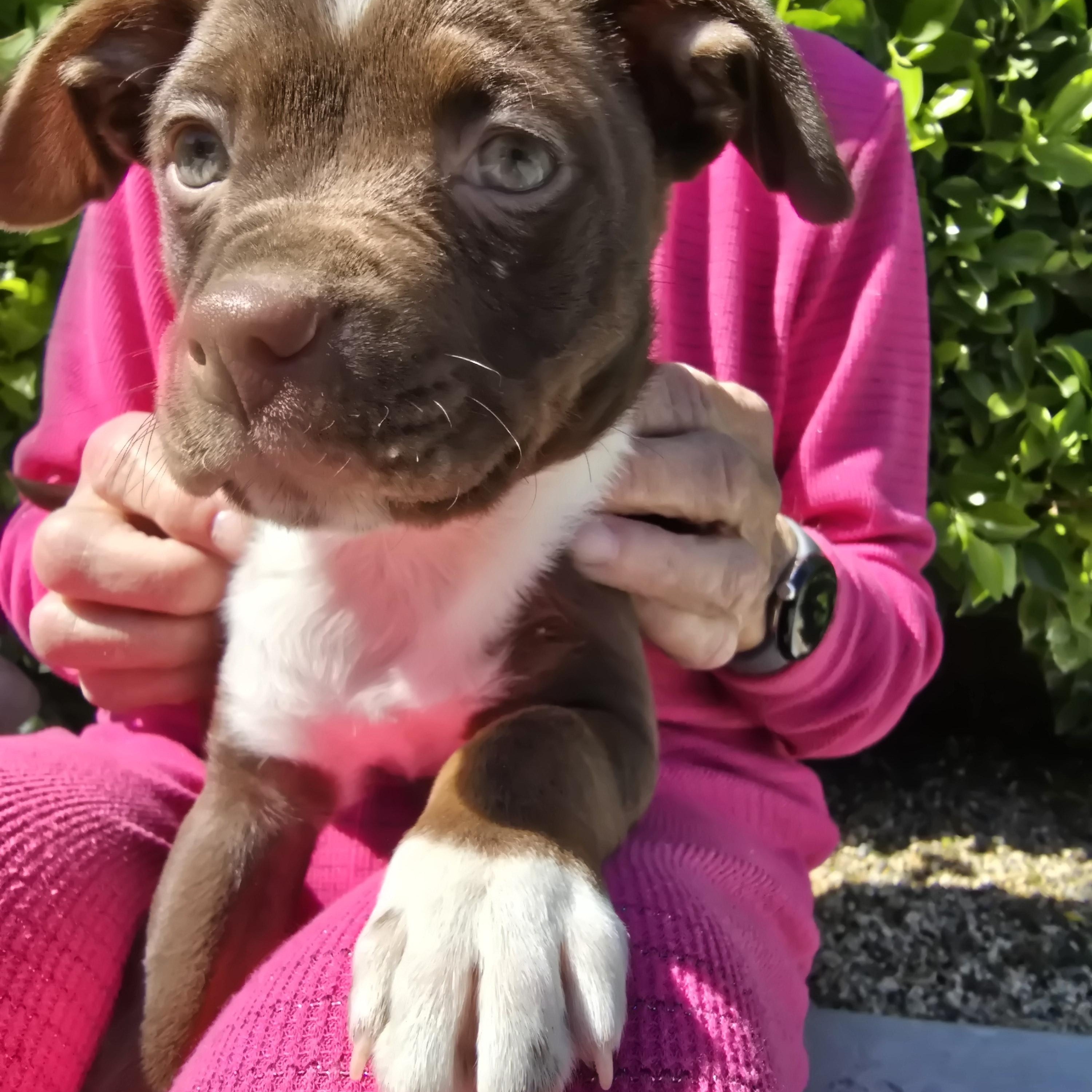 Jasper, a Adopted mixed breed in La Quinta, CA image 2/4