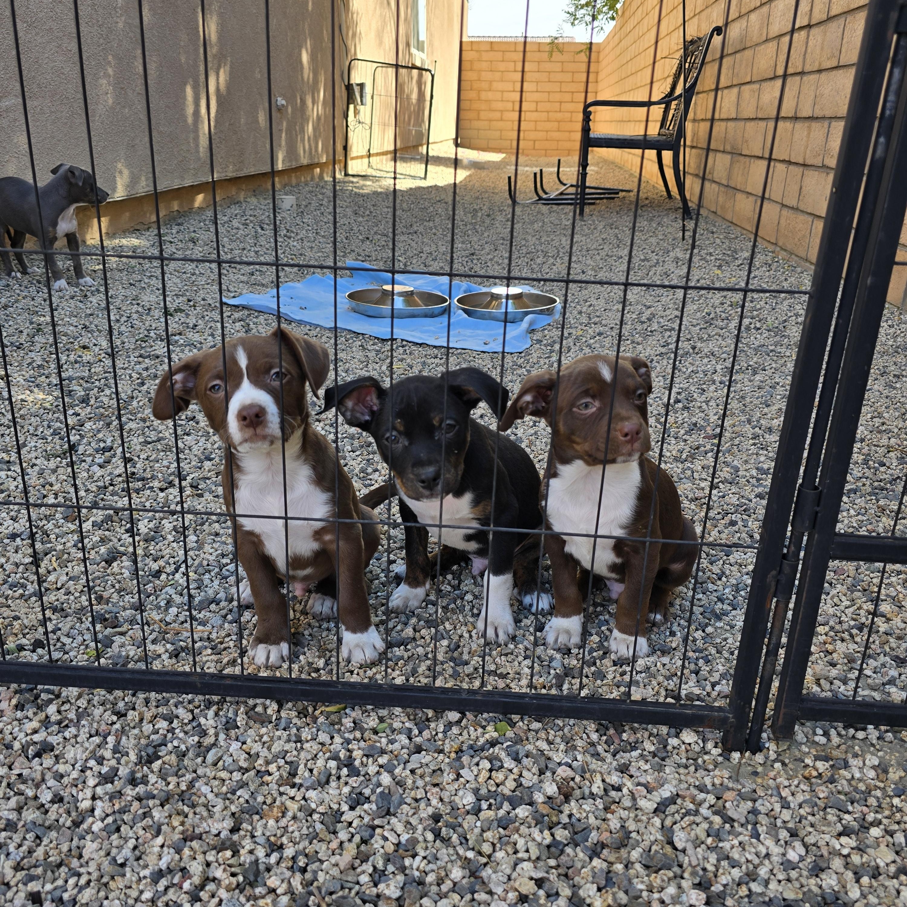 Jasper, a Adopted mixed breed in La Quinta, CA image 3/4