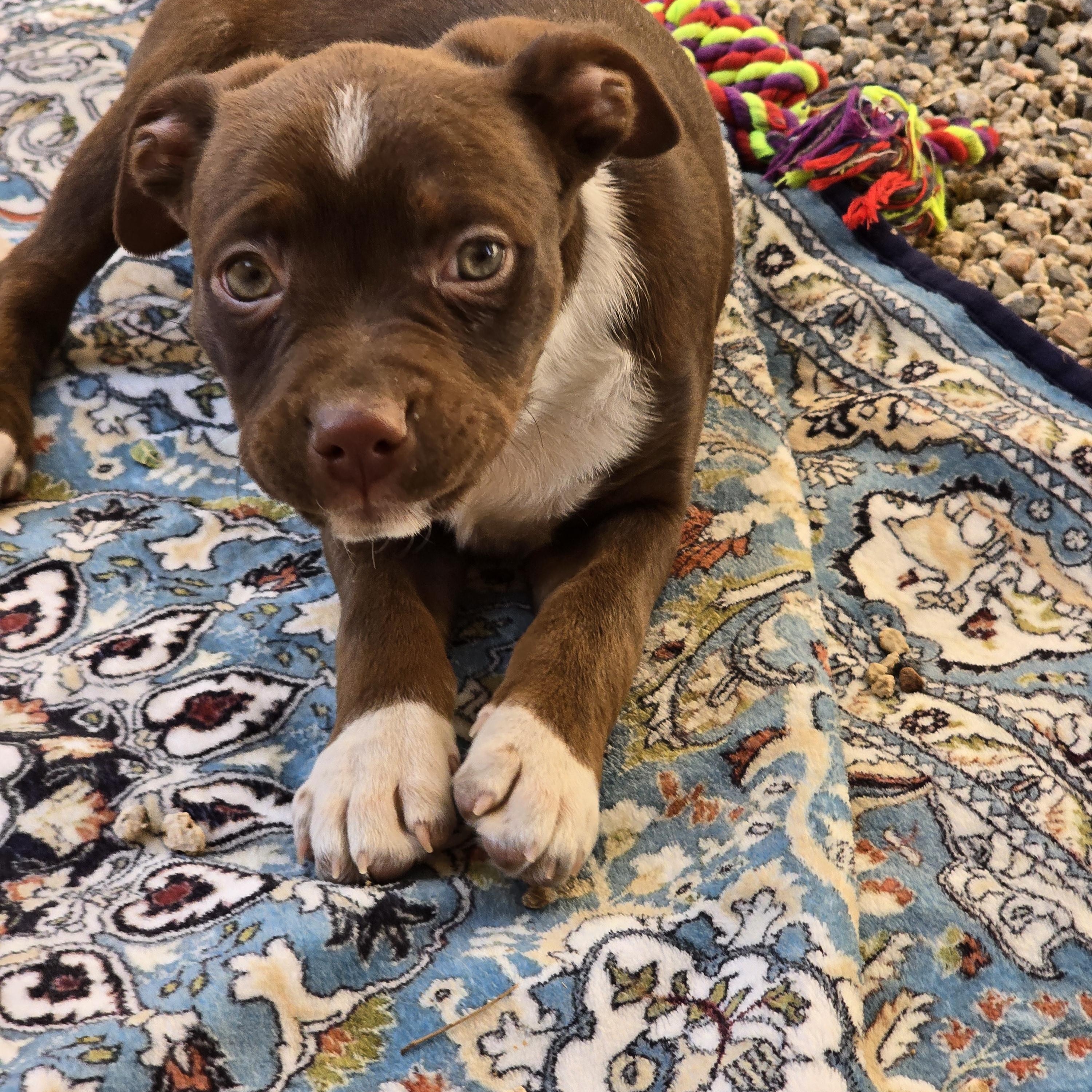 Jasper, a Adopted mixed breed in La Quinta, CA image 1/4