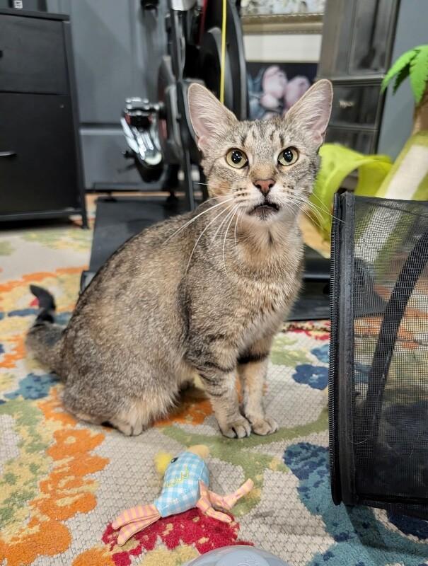 Mrs. Patricia, Adoptable, Adult Female Domestic Short Hair.