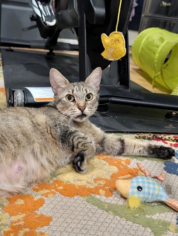 Mrs. Patricia, a Adoptable Domestic Short Hair in North Babylon, NY image 2/5