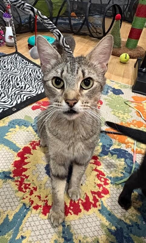 Mrs. Patricia, a Adoptable Domestic Short Hair in North Babylon, NY image 1/2