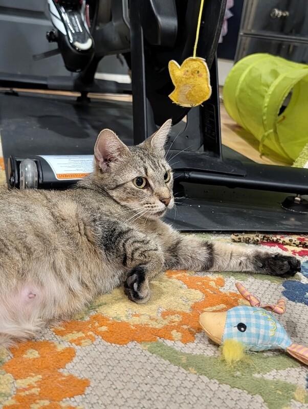 Mrs. Patricia, a Adoptable Domestic Short Hair in North Babylon, NY image 4/5