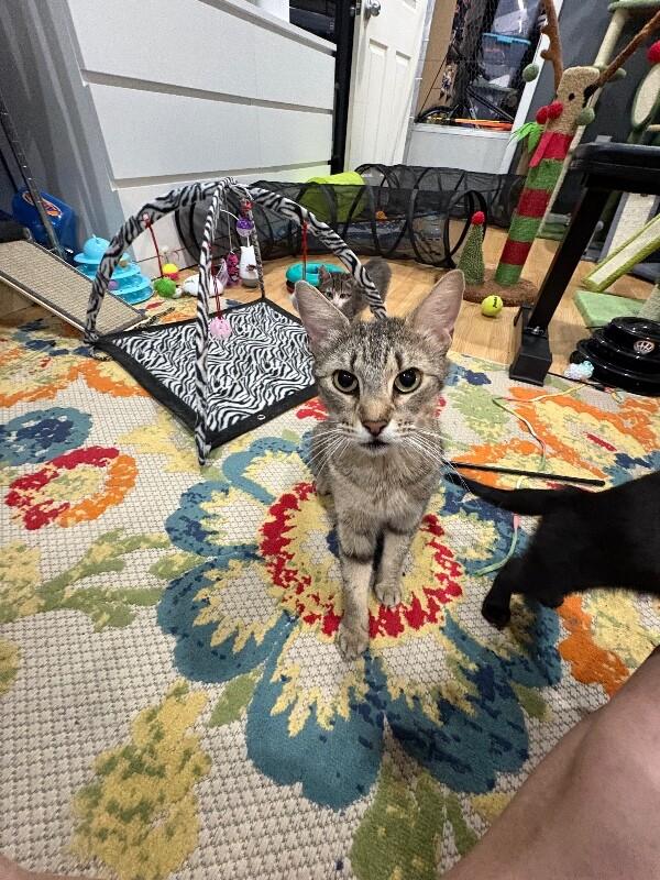 Mrs. Patricia, a Adoptable Domestic Short Hair in North Babylon, NY image 2/2
