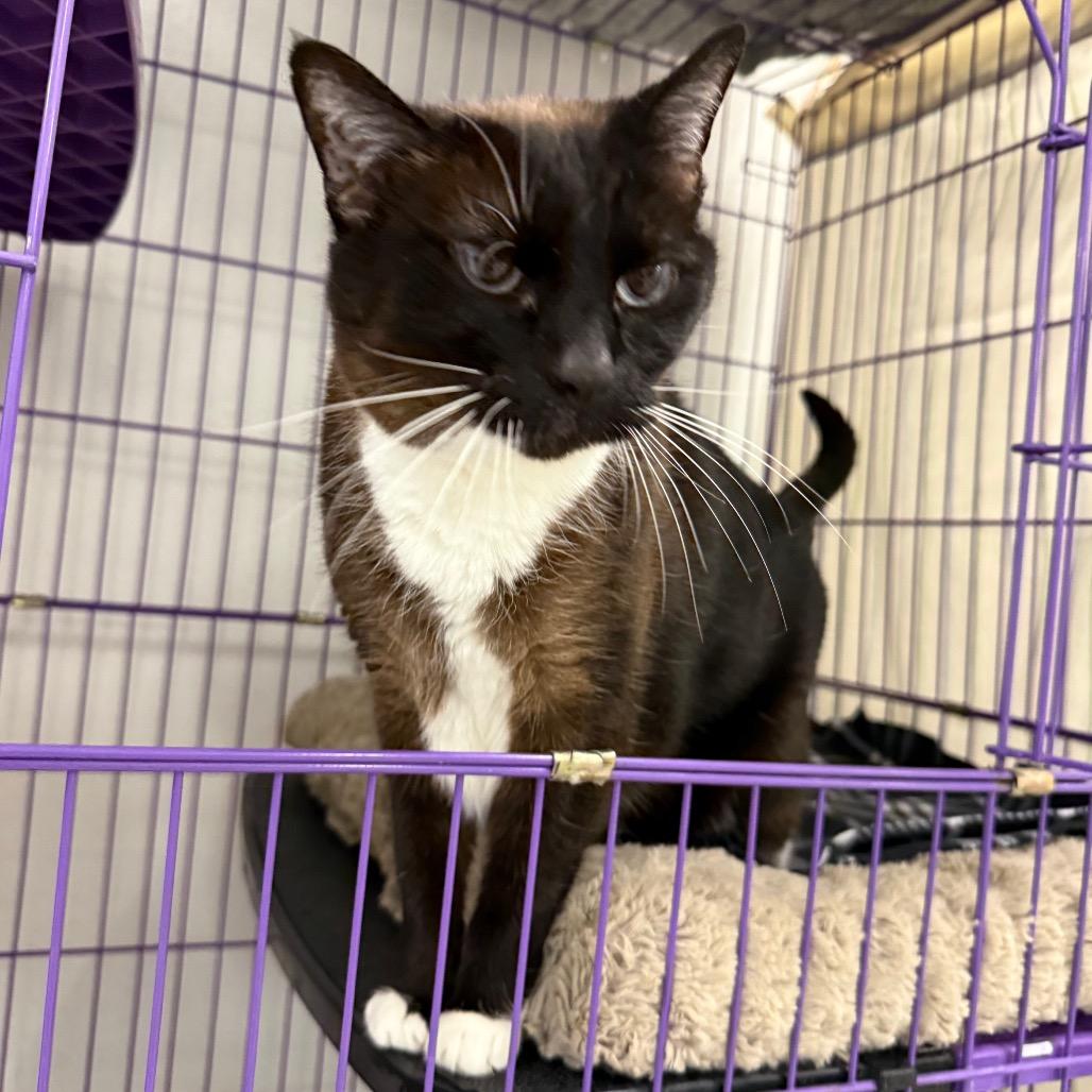 Suki, Adoptable, Senior Female Siamese.