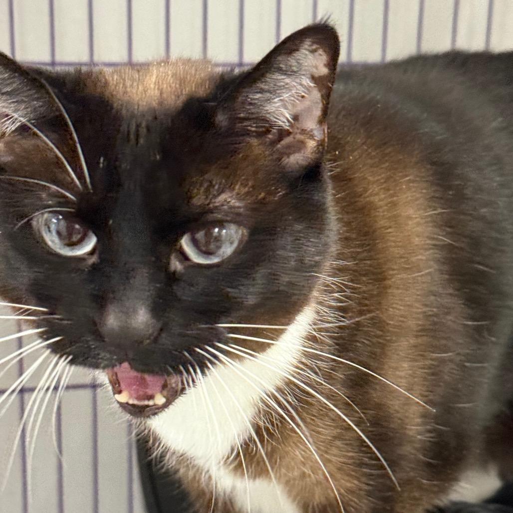 Suki, a Adoptable Siamese in Mount Shasta, CA image 2/4