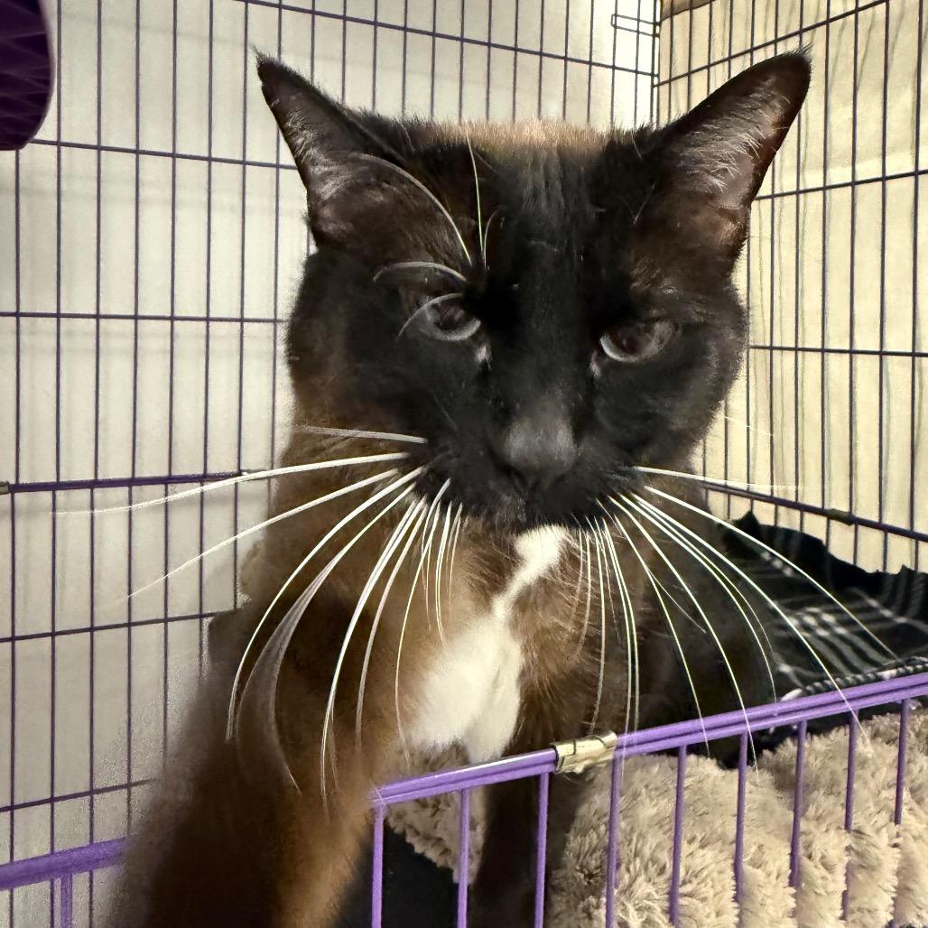 Suki, a Adoptable Siamese in Mount Shasta, CA image 4/4