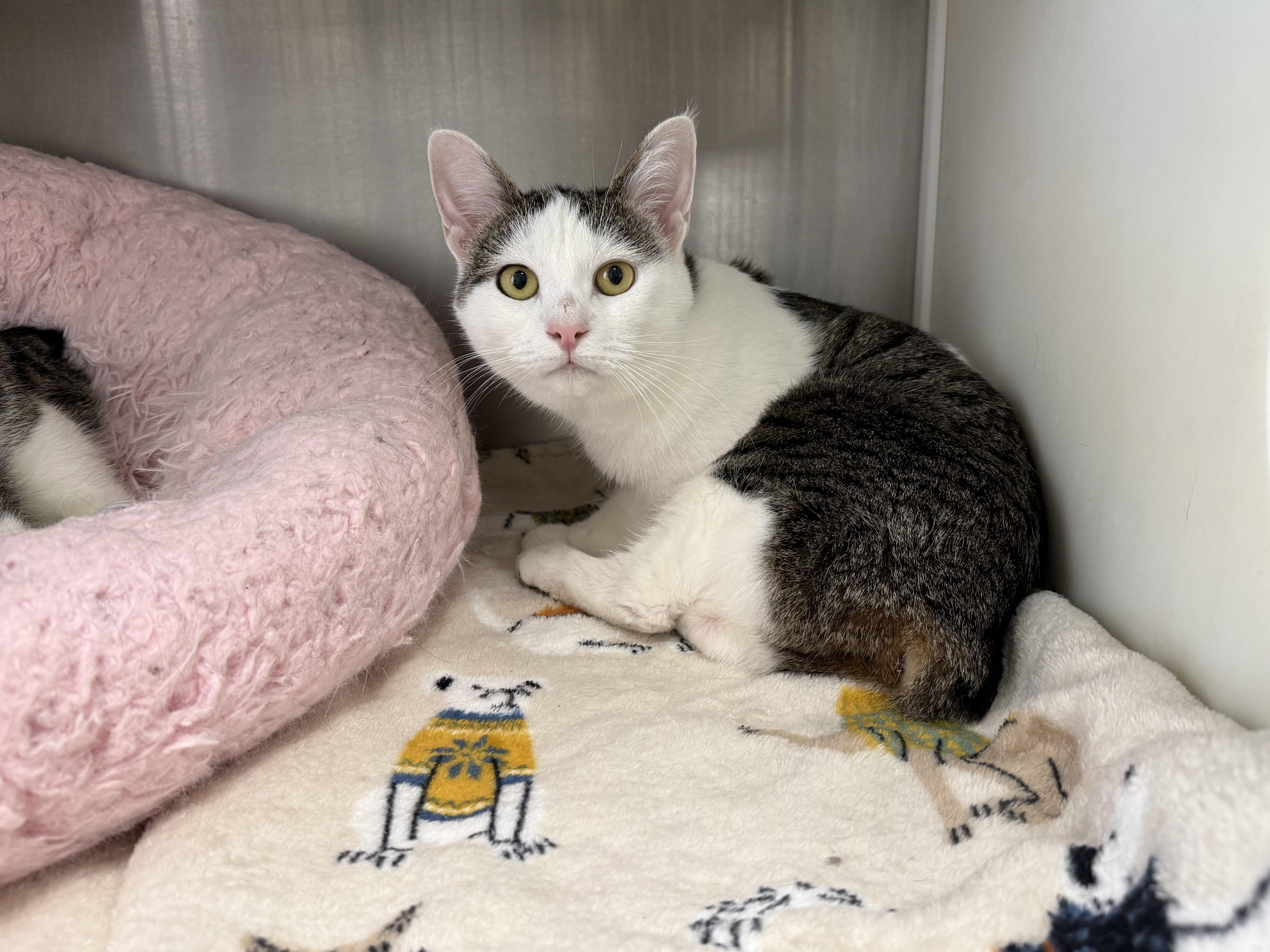 Brittany, a Adoptable American Bobtail in Frankfort, IN image 3/3