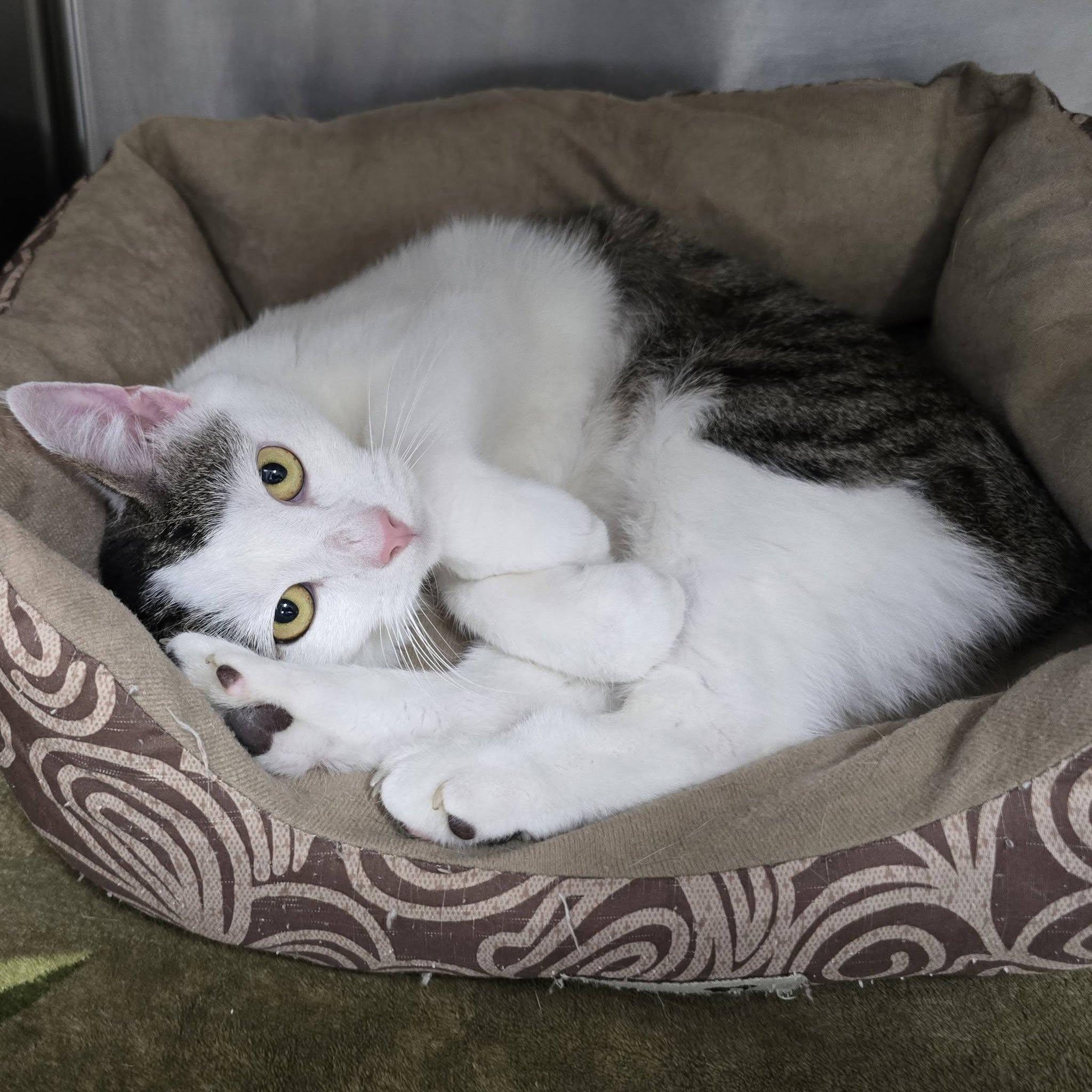 Brittany, Adoptable, Adult Female American Bobtail.