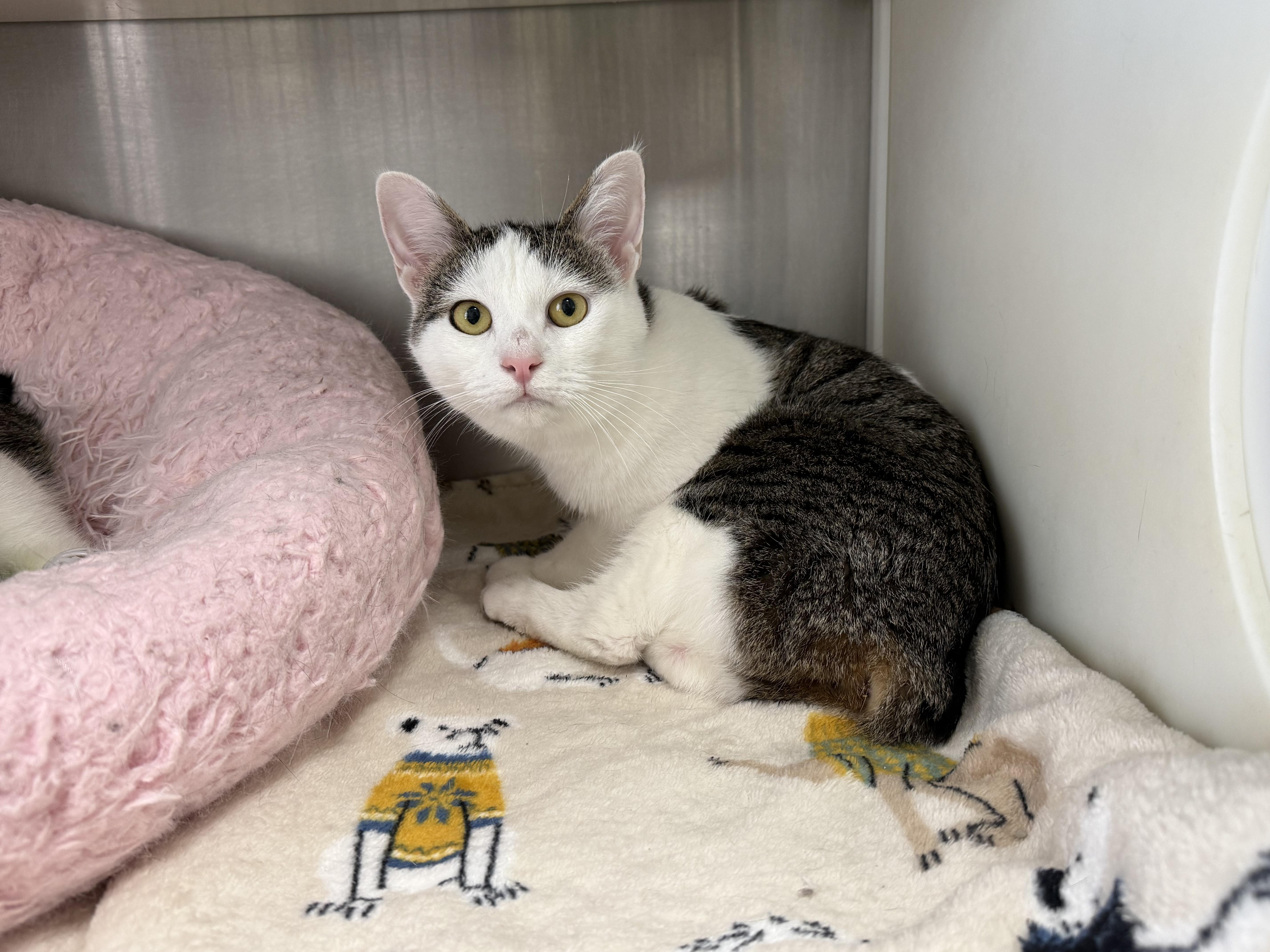 Brittany, a Adoptable American Bobtail in Frankfort, IN image 2/3