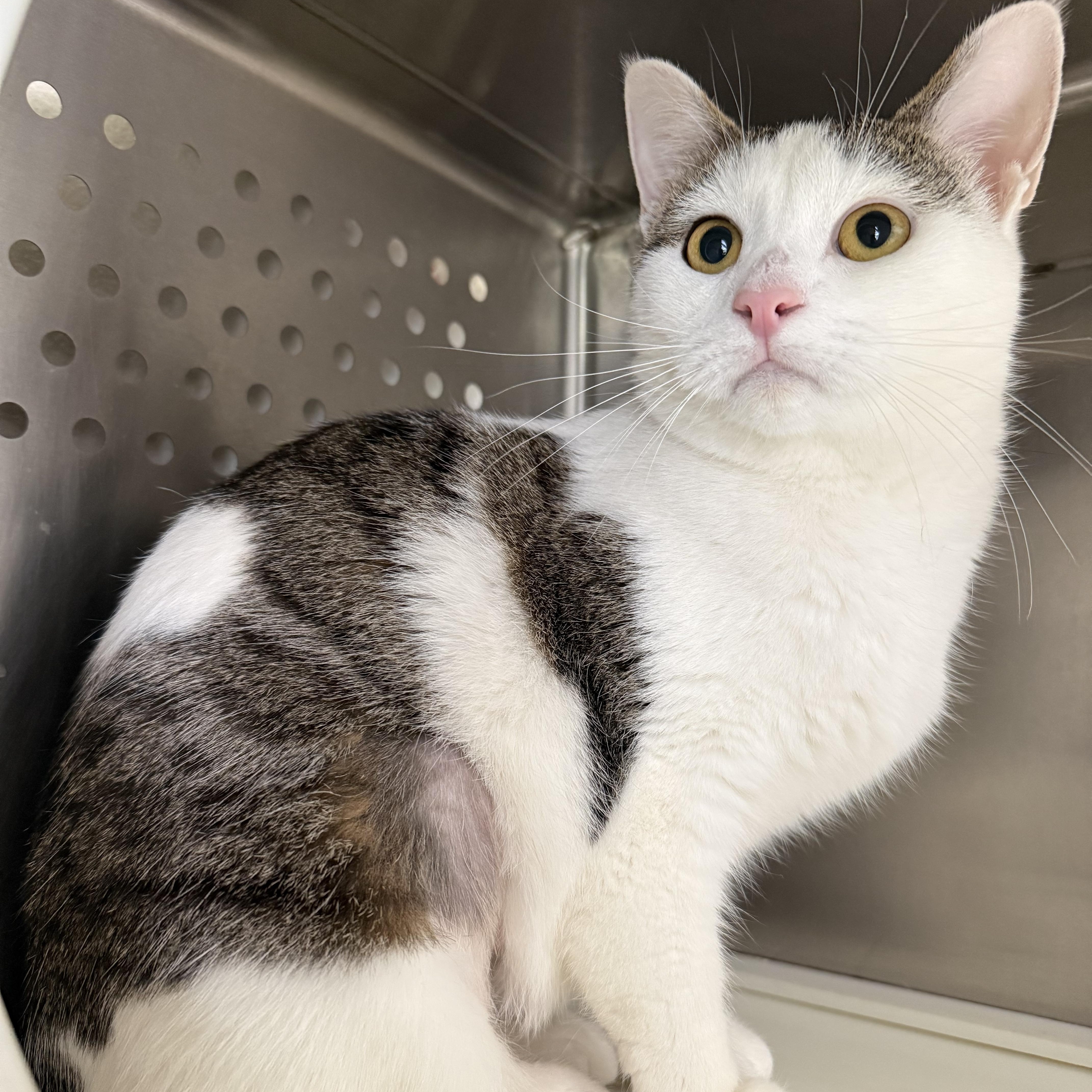 Brittany, Adoptable, Adult Female American Bobtail.