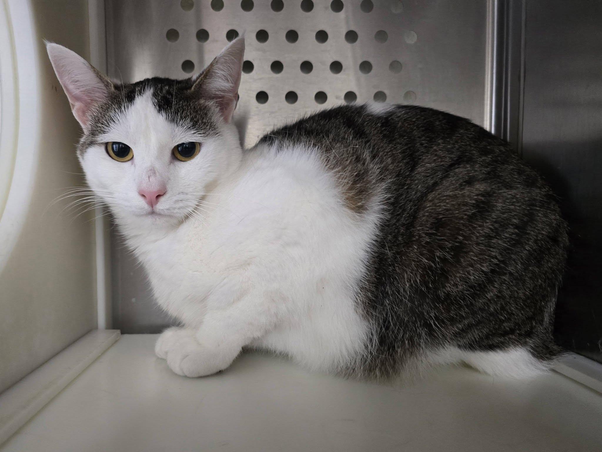 Enlarge Brittany, a Adoptable American Bobtail in Frankfort, IN image 4/4