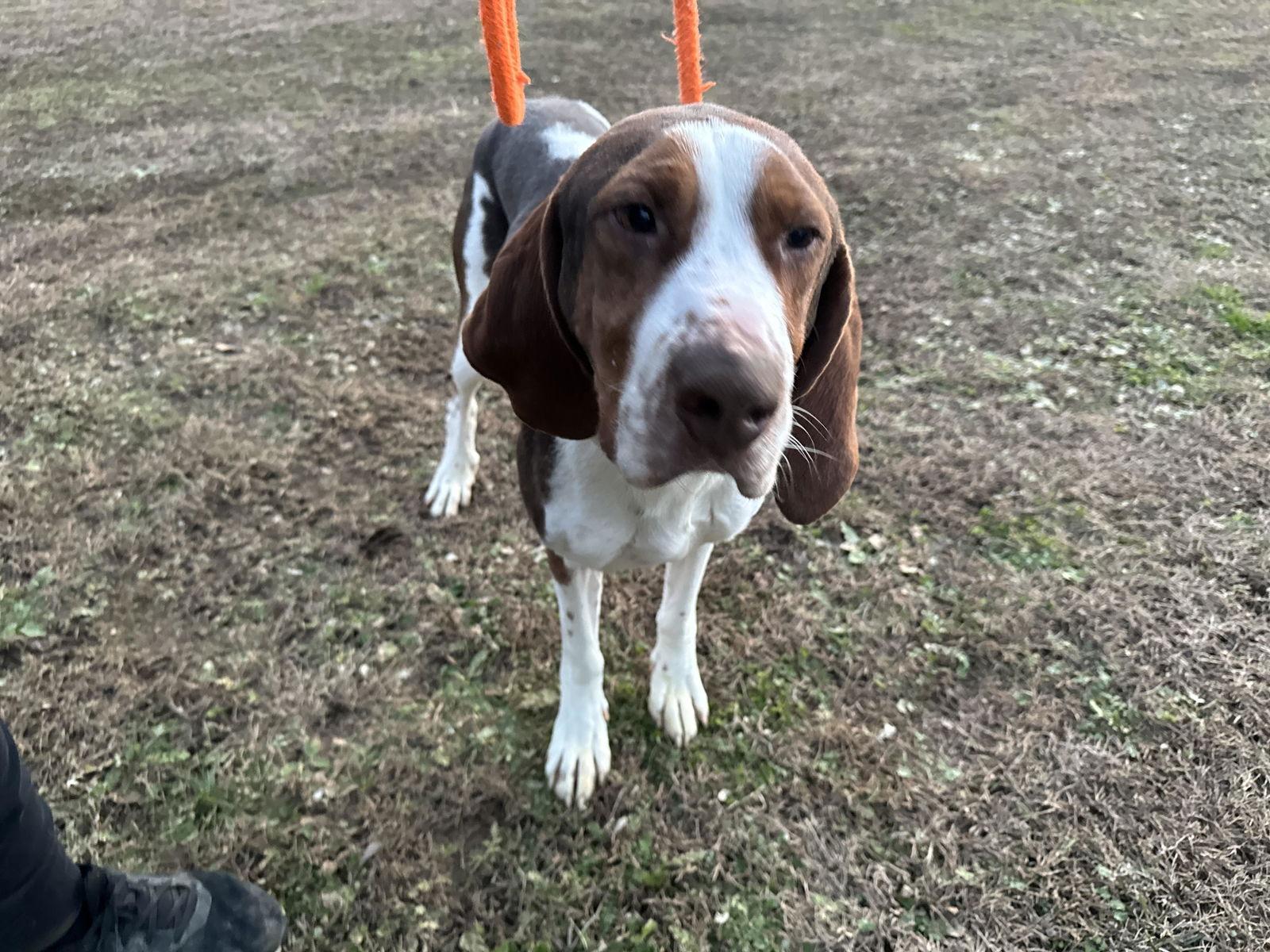 Copper, Adoptable, Adult Male Treeing Walker Coonhound.