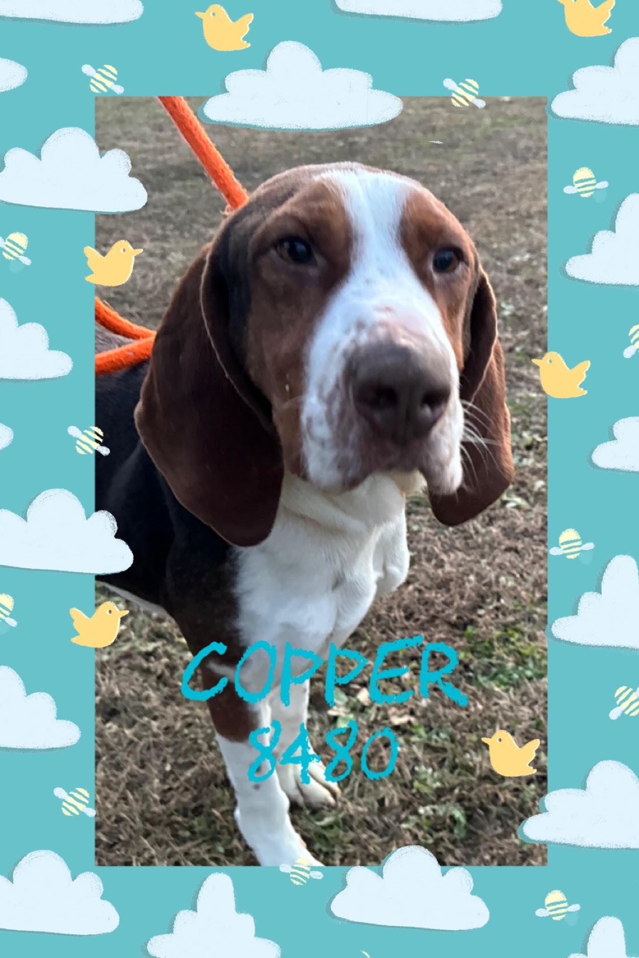 Copper, a Adoptable Treeing Walker Coonhound in New Martinsville, WV image 2/3