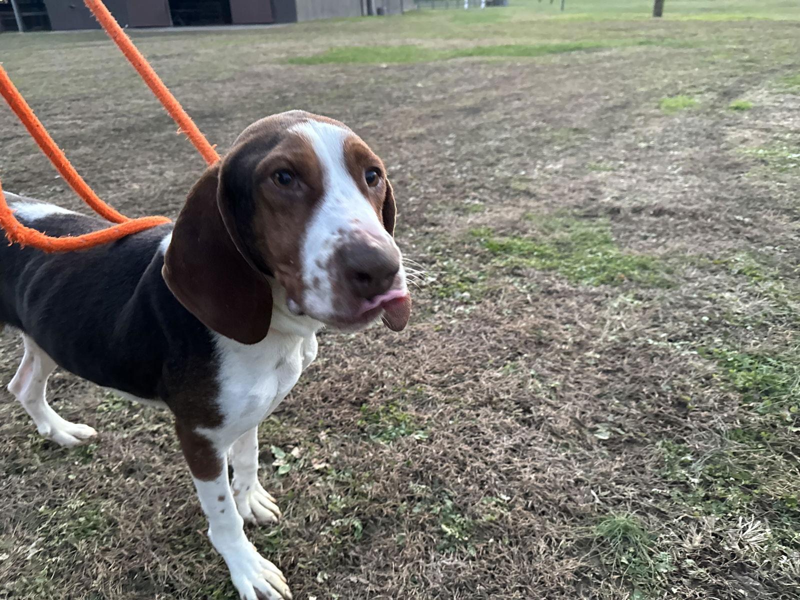 Copper, a Adoptable Treeing Walker Coonhound in New Martinsville, WV image 3/3