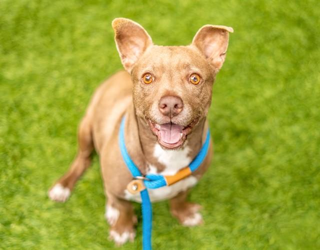 TAWNY, Adoptable, Adult Female Chihuahua & Mixed Breed.