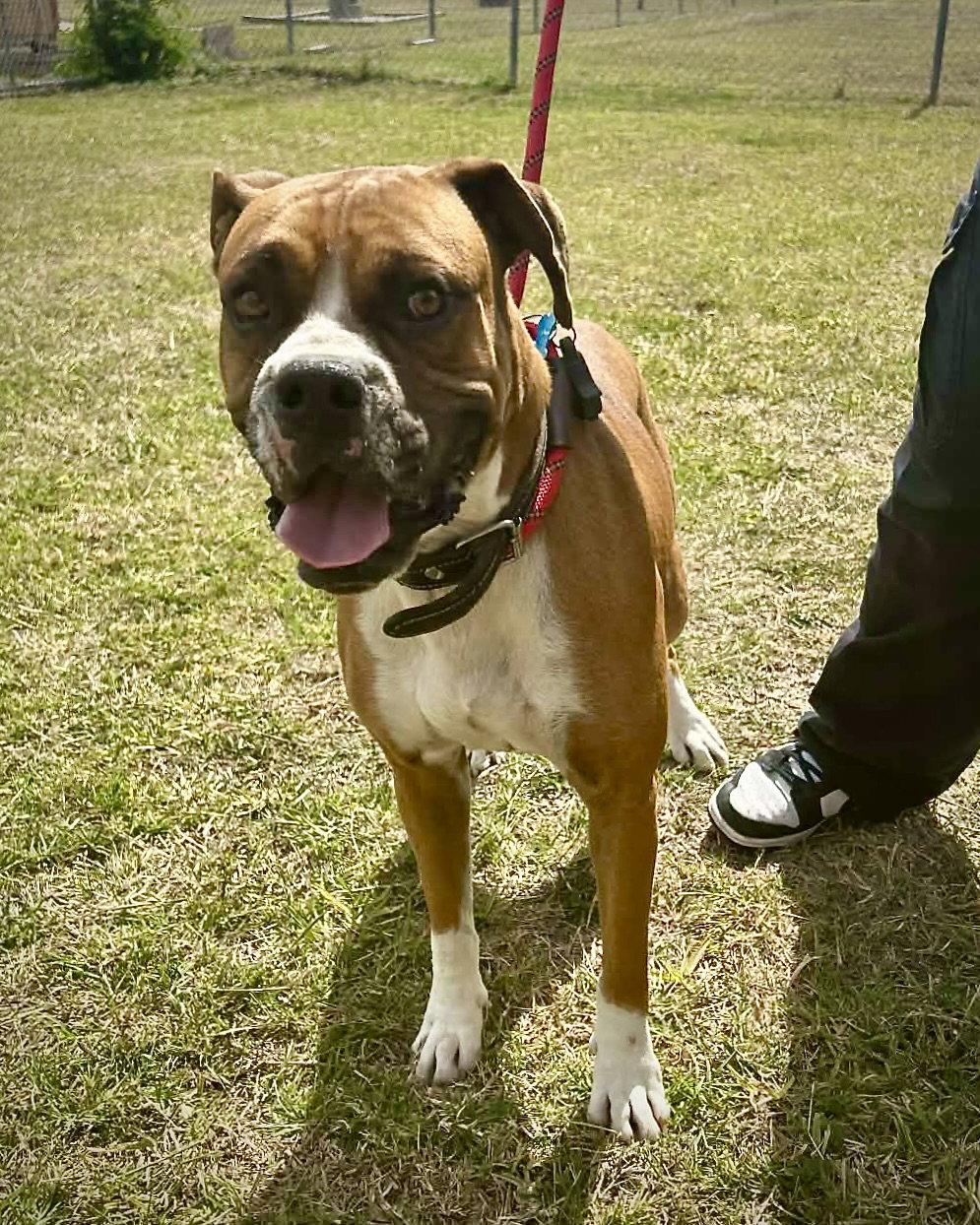 Enlarge Thor, a Adoptable Boxer in Monticello, NY image 1/3