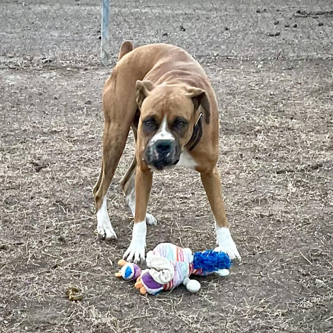 Enlarge Thor, a Adoptable Boxer in Monticello, NY image 3/3