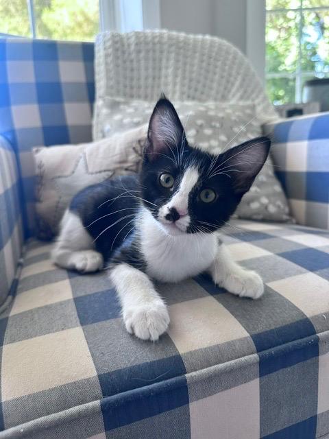 Enlarge Indigo / Cobalt, a Adoptable mixed breed in Peoria, AZ image 1/3