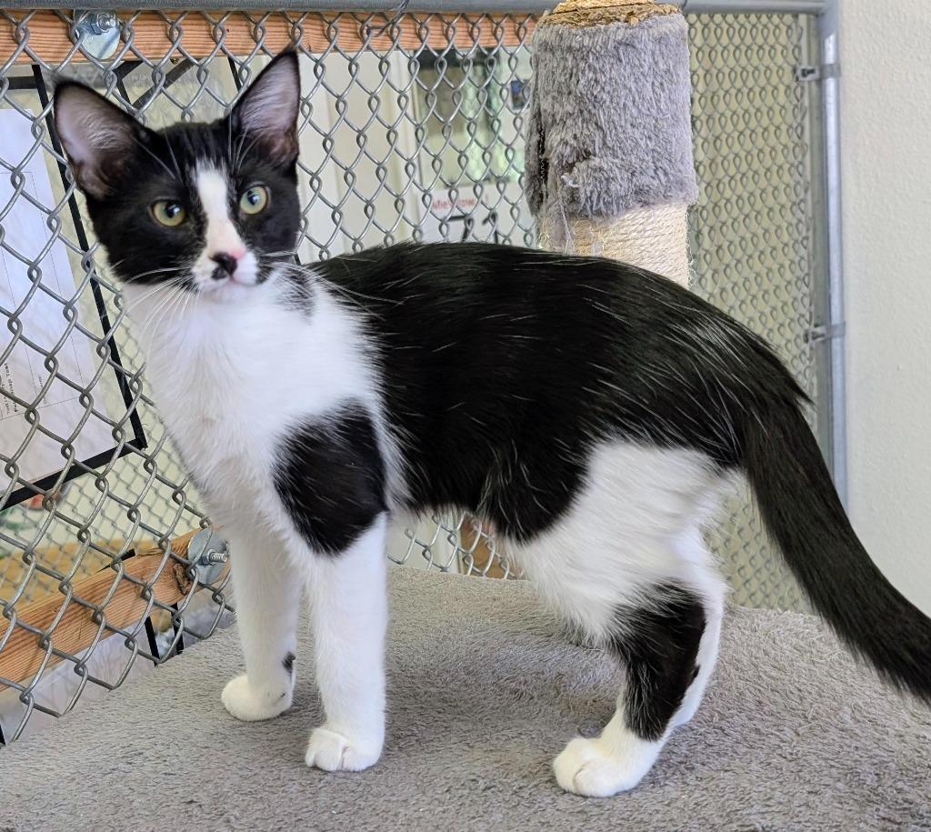 Enlarge Indigo / Cobalt, a Adoptable mixed breed in Peoria, AZ image 3/3