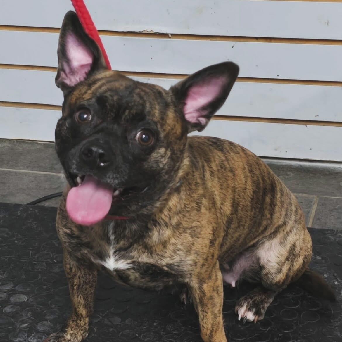 Enlarge Emma, an adopted mixed breed in West Falls, NY image 1/3