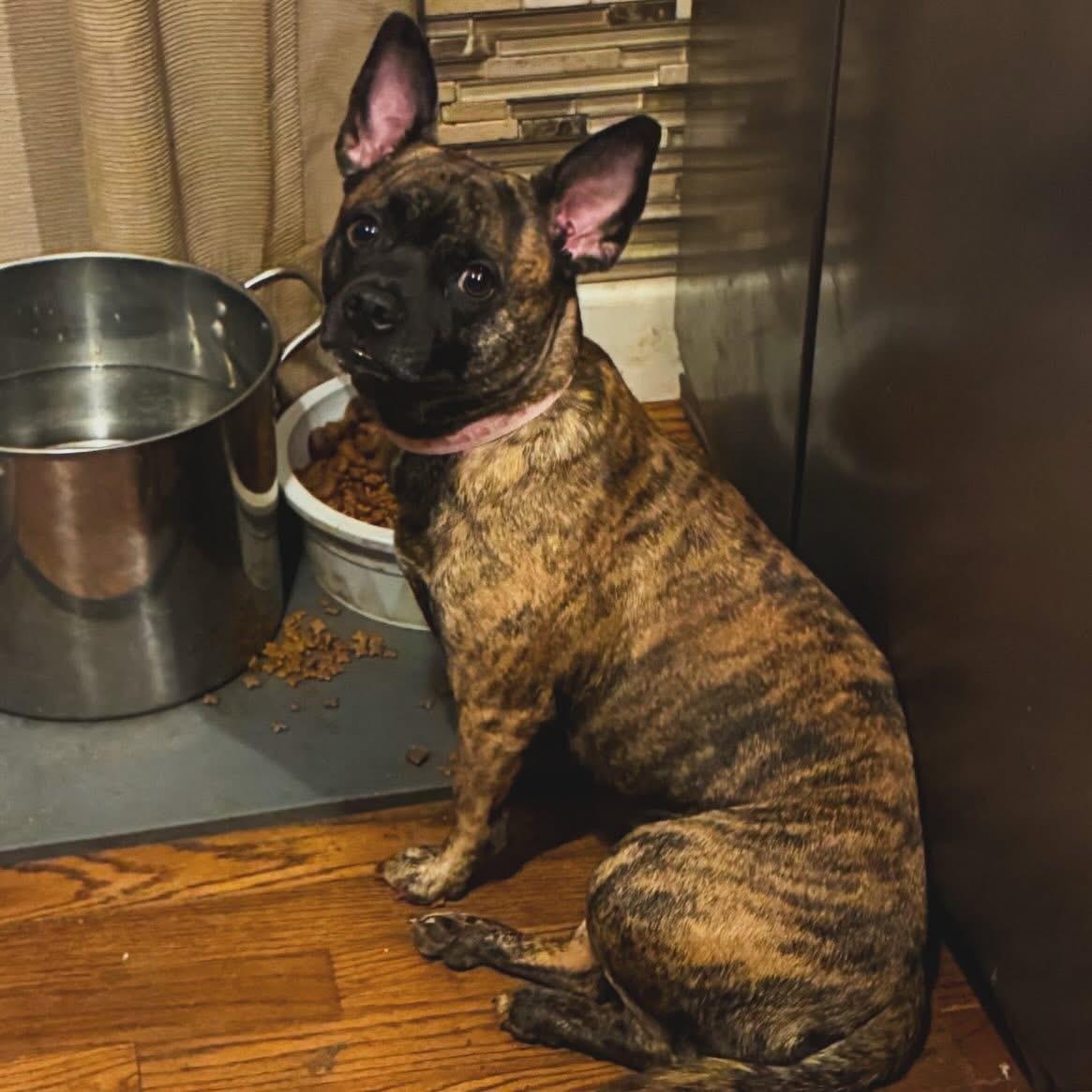 Enlarge Emma, an adopted mixed breed in West Falls, NY image 2/3