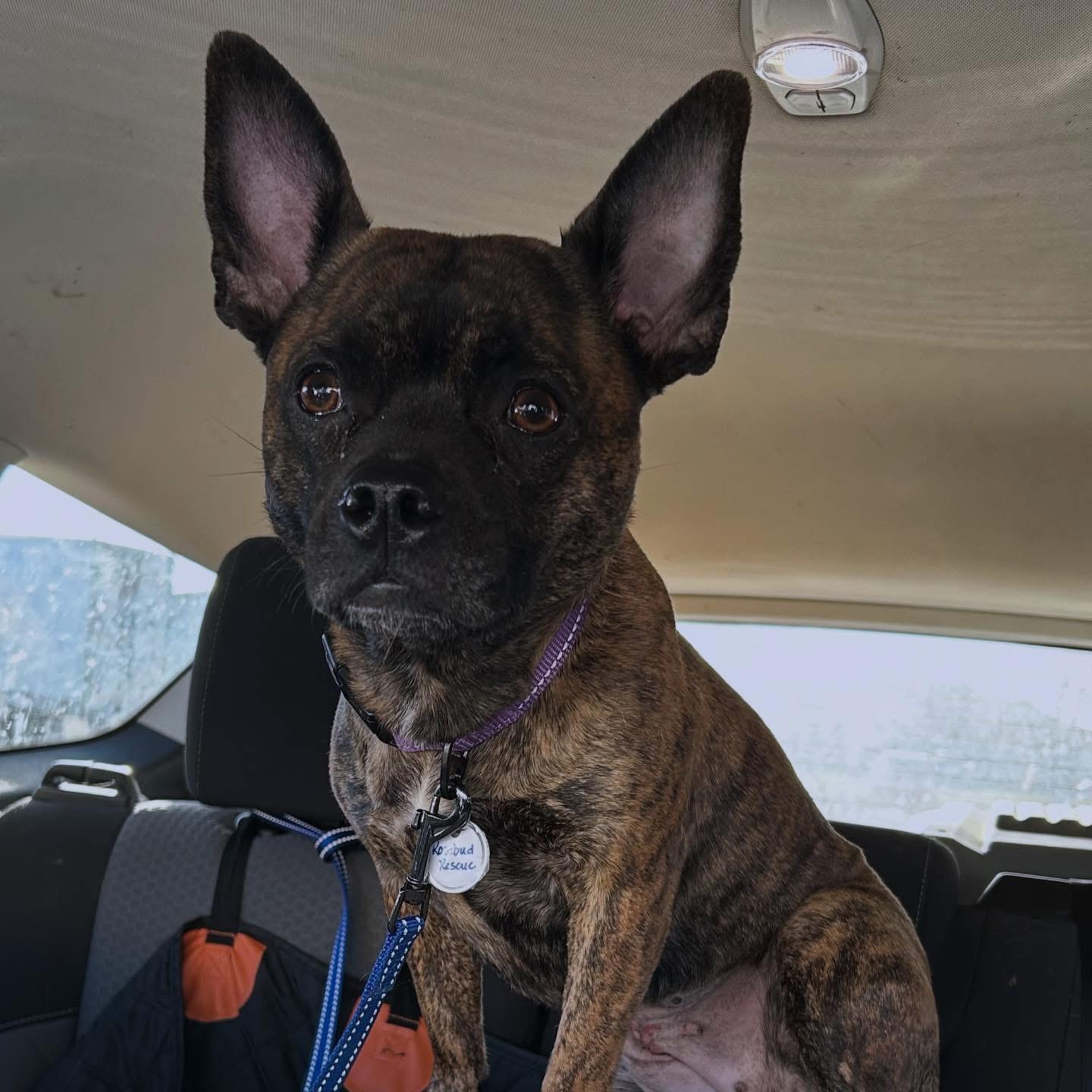 Enlarge Emma, an adopted mixed breed in West Falls, NY image 3/3