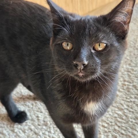 Enlarge Hex, a ADOPTABLE Domestic Short Hair in Braintree, MA image 1/2