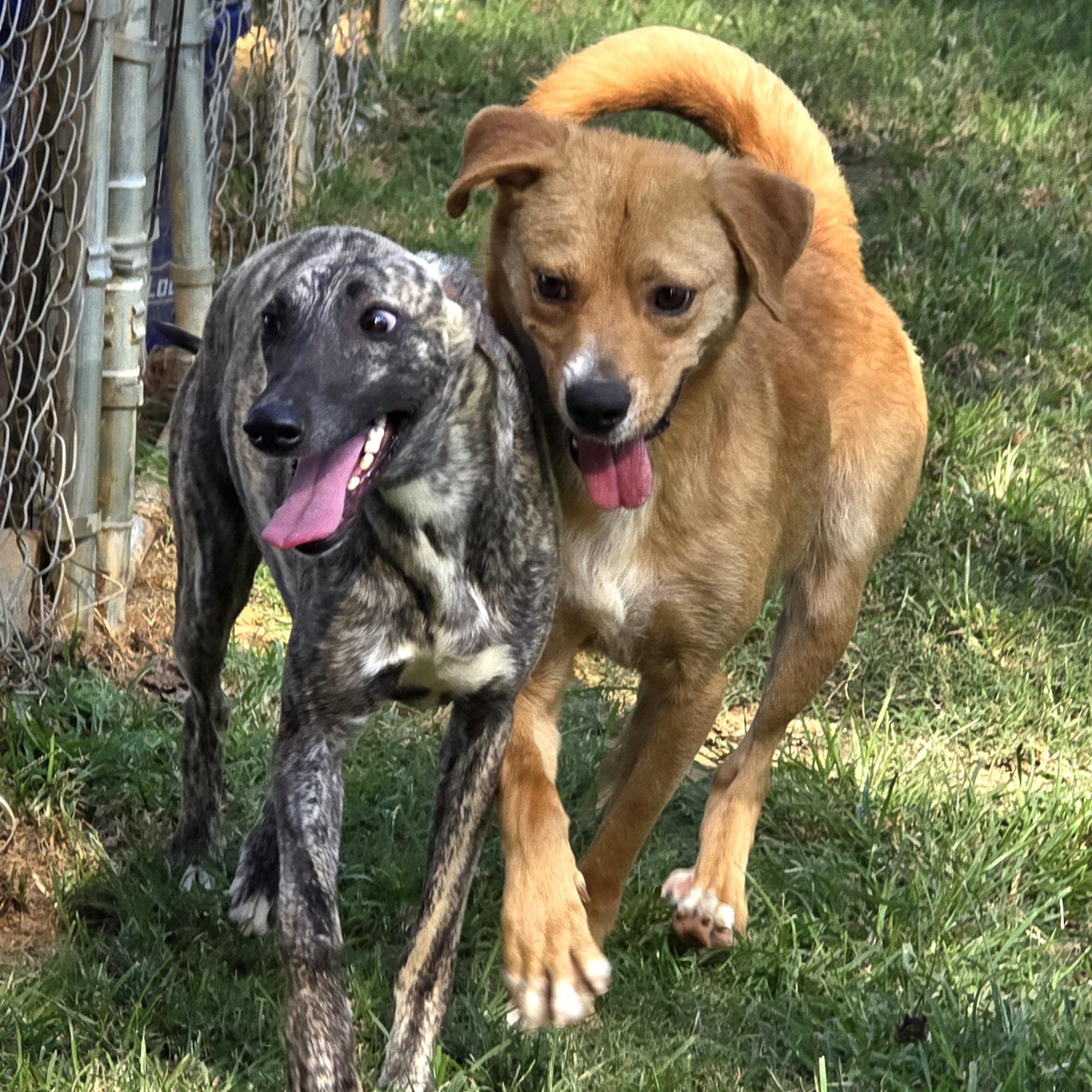 Finnegan "Finney Fox", a Adoptable Golden Retriever in Athens, AL image 6/6