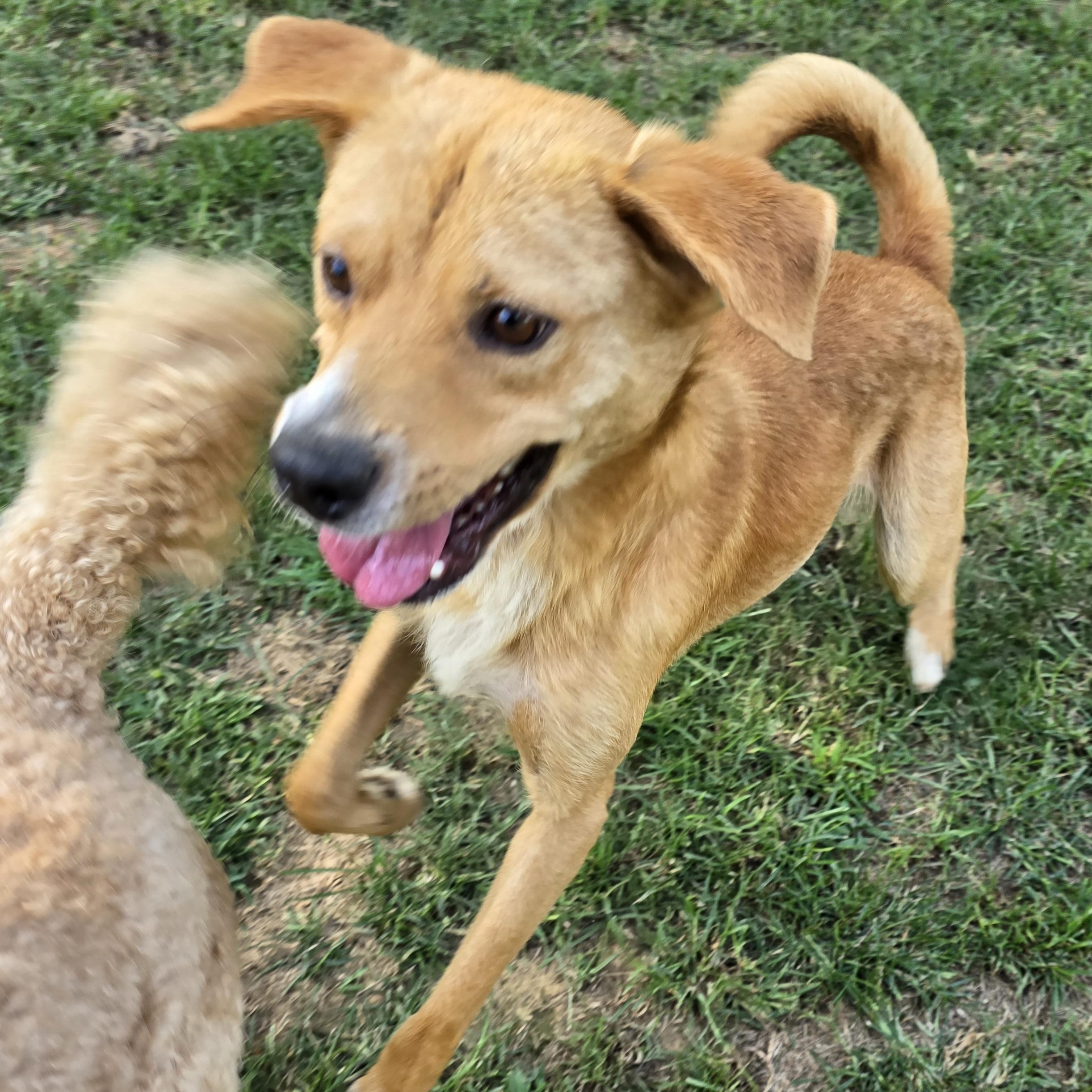 Finnegan "Finney Fox", a Adoptable Golden Retriever in Athens, AL image 4/6