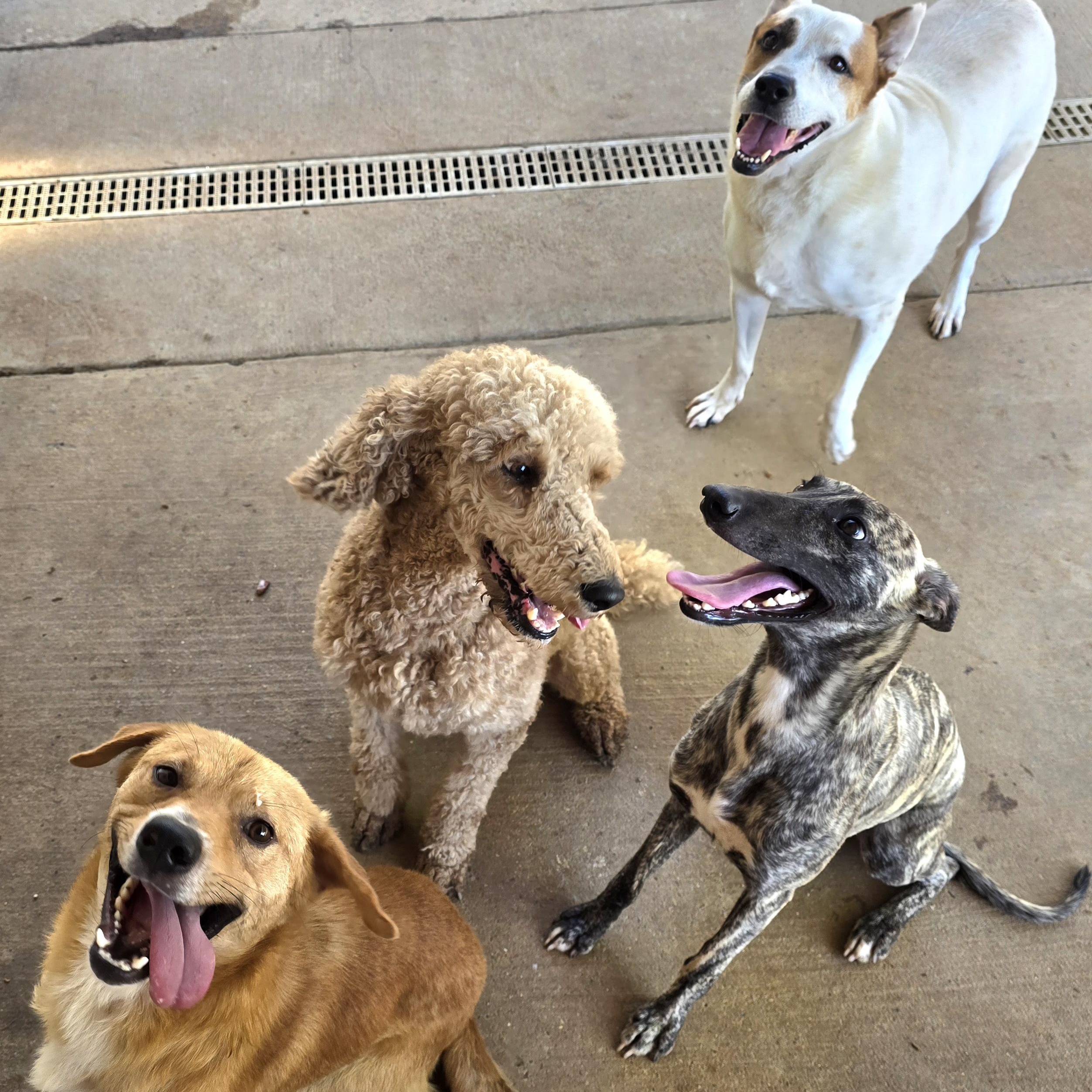 Finnegan "Finney Fox", a Adoptable Golden Retriever in Athens, AL image 5/6