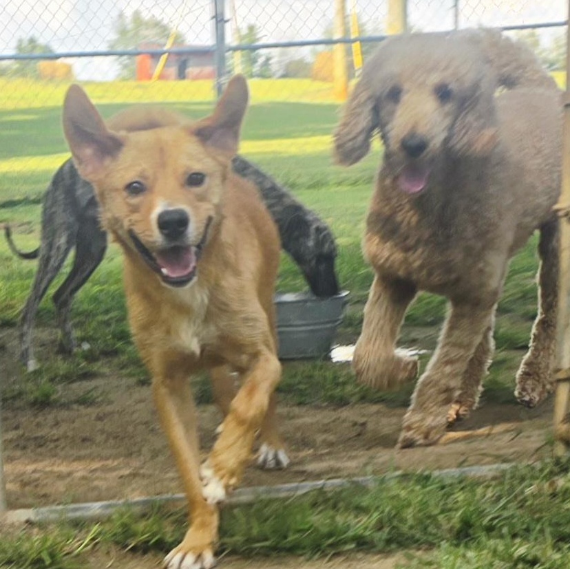 Finnegan "Finney Fox", a Adoptable Golden Retriever in Athens, AL image 2/6