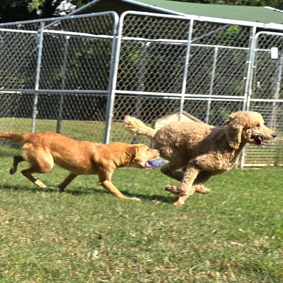 Finnegan "Finney Fox", a Adoptable Golden Retriever in Athens, AL image 3/6
