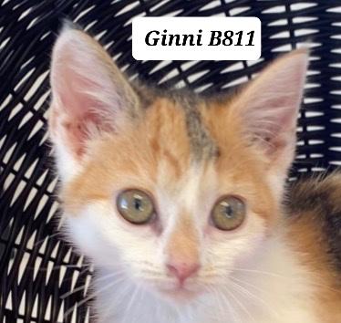 Enlarge Ginni, a ADOPTABLE Domestic Short Hair in Morganton, NC image 1/1