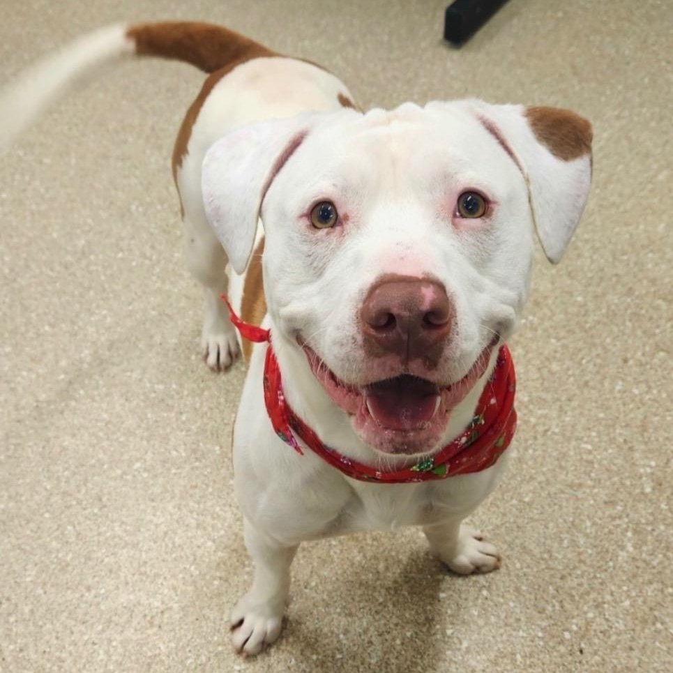 Enlarge Angelo, a ADOPTABLE mixed breed in Prince Frederick, MD image 3/4