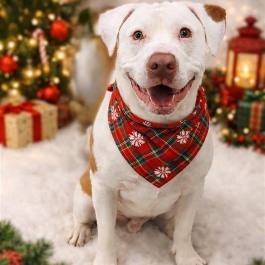 Enlarge Angelo, a ADOPTABLE mixed breed in Prince Frederick, MD image 2/4