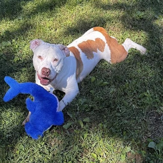 Enlarge Angelo, a ADOPTABLE mixed breed in Prince Frederick, MD image 4/4