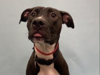 Pepper, Adoptable, Young Female Pit Bull Terrier & Mixed Breed.