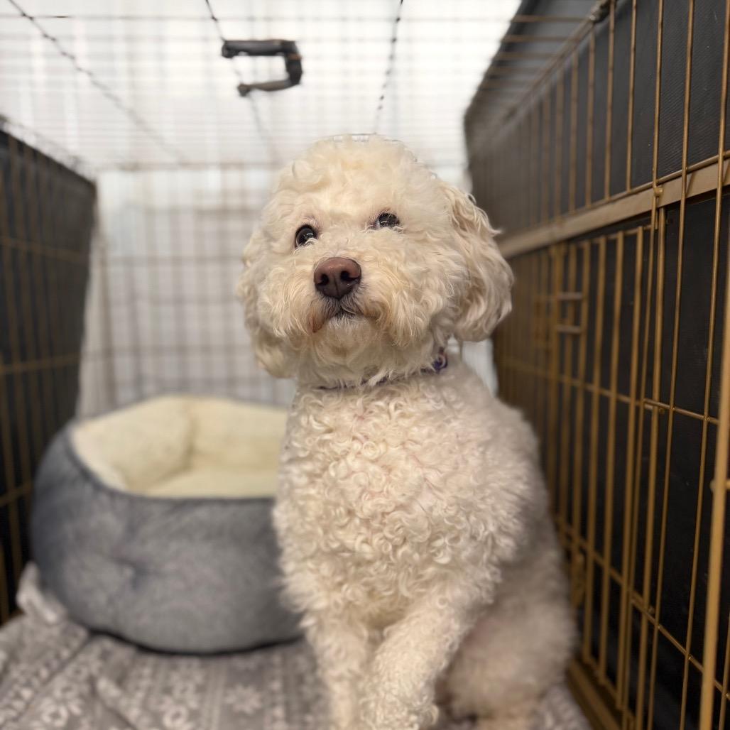 Enlarge Cotton Candy, a Adoptable Poodle in Spanish Fork, UT image 1/5