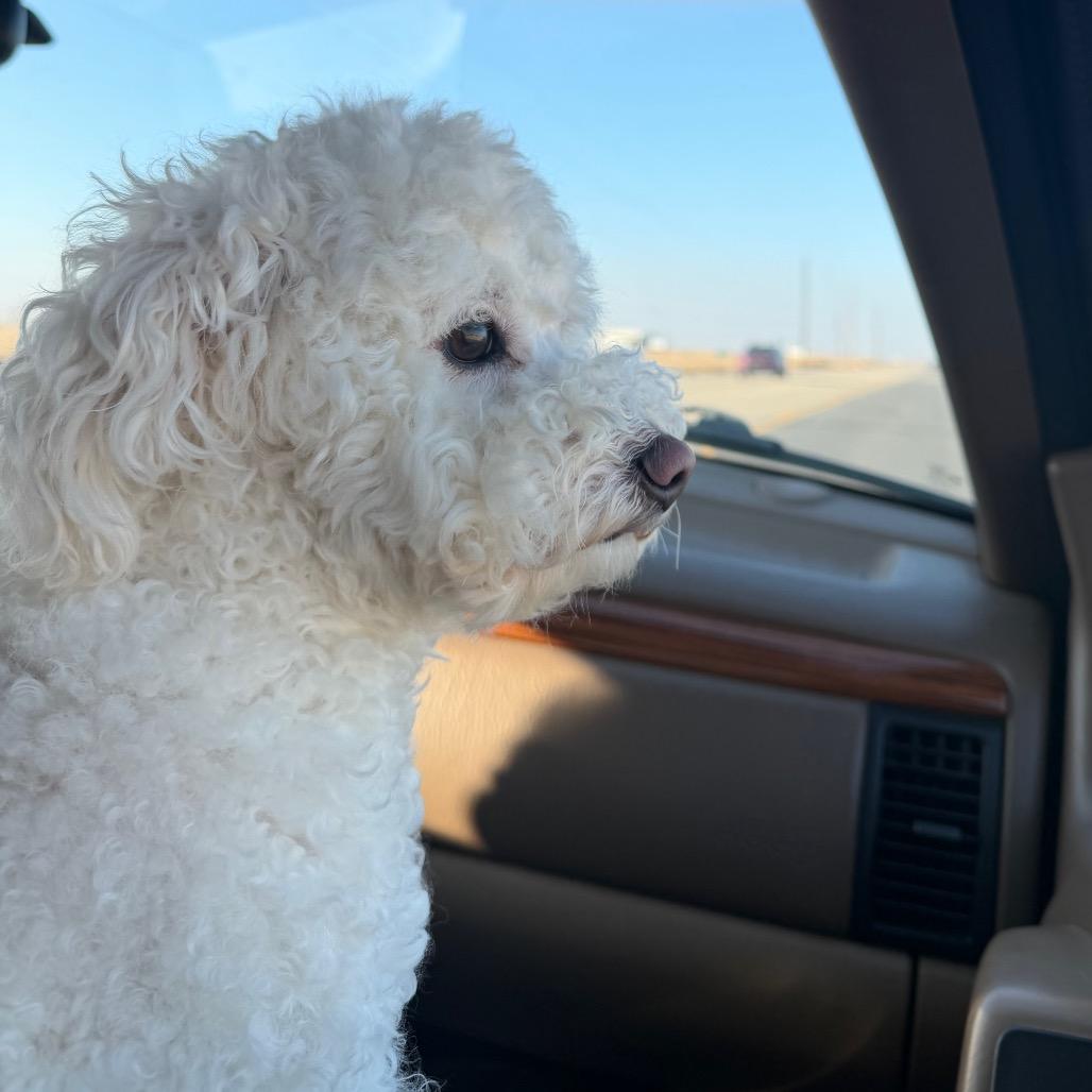 Enlarge Cotton Candy, a Adoptable Poodle in Spanish Fork, UT image 2/5